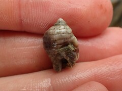 Pagurus novizealandiae