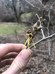 Hamamelis mollis