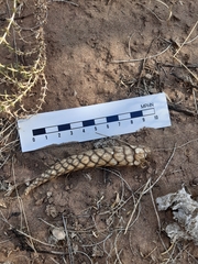 Chaetophractus villosus