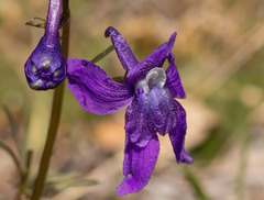 Delphinium bicolor