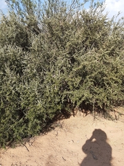 Atamisquea emarginata