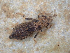 Stylogomphus sigmastylus