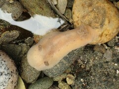 Alloiodoris lanuginata