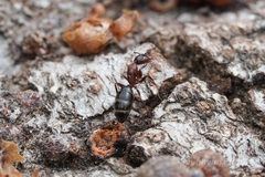 Camponotus hyatti