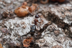 Camponotus hyatti