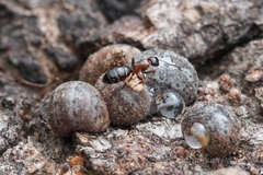 Camponotus hyatti