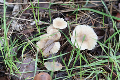 Marasmius albogriseus