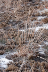 Schizachyrium littorale