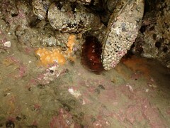 Cryptoconchus porosus