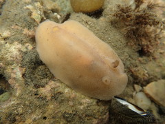 Alloiodoris lanuginata