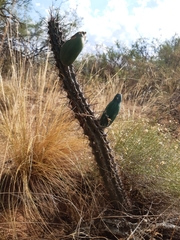 Cereus aethiops