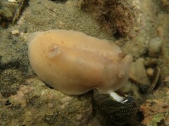 Alloiodoris lanuginata