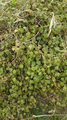 Fuchsia perscandens