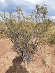Larrea divaricata
