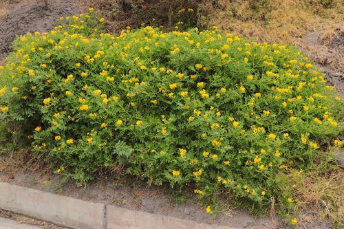 Image of Solanum habrochaites by (c) Paúl Gonzáles, some rights reserved (CC BY)