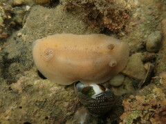 Alloiodoris lanuginata