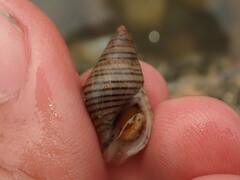 Buccinulum littorinoides