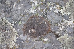 Xanthoparmelia pulla