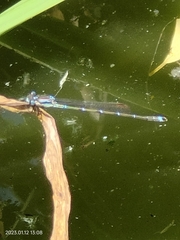 Austrolestes colensonis