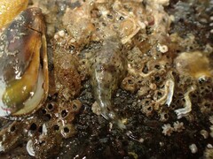 Diplocrepis puniceus