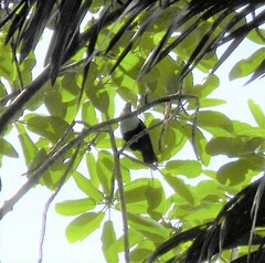 Alectroenas pulcherrimus