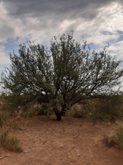 Prosopis flexuosa