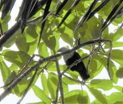 Alectroenas pulcherrimus