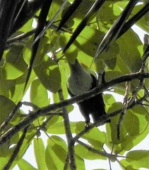 Alectroenas pulcherrimus