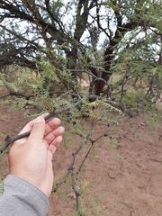 Prosopis flexuosa