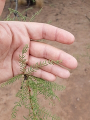 Prosopis flexuosa