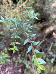 Metrosideros stipularis