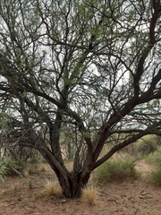 Prosopis flexuosa