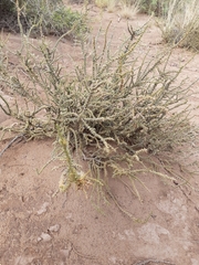 Junellia seriphioides