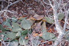 Phyllosticta concava