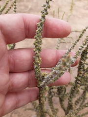 Junellia seriphioides