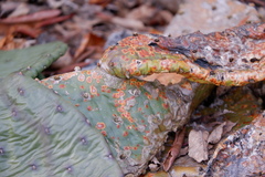 Phyllosticta concava