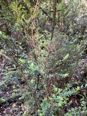 Metrosideros stipularis