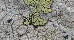 Rhizocarpon geographicum
