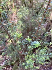 Metrosideros stipularis