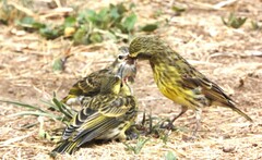 Crithagra dorsostriata