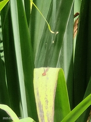 Xanthocnemis zealandica