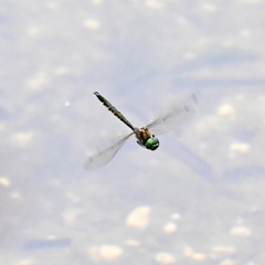 Hemicordulia armstrongi