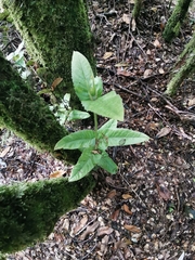 Eucryphia cordifolia