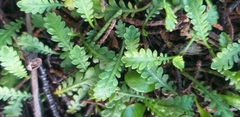 Leptinella dioica