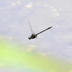 Hemicordulia armstrongi