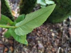 Eucryphia cordifolia