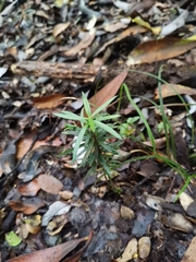 Podocarpus nubigenus