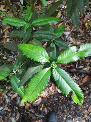 Caldcluvia paniculata