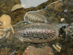 Ischnochiton maorianus