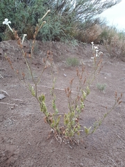 Nicotiana paa